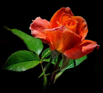Rose au parfum envoûtant